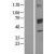 Western Blot: Aromatase Lysate [NBL1-09674] - Western Blot experiments. 
Left-Control; Right -Over-expression Lysate for CYP19A1